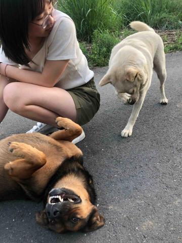 吳瑋庭 - 附近的流浪狗狗?（超級可愛）