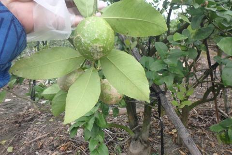 羅泓翊 - 檸檬果實蟎類危害(診斷) 羅泓翊 - 檸檬果實蟎類危害(診斷)