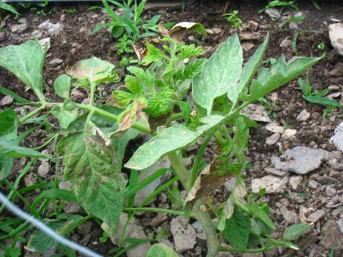 羅泓翊 - 番茄幼苗感染病毒(診斷) 羅泓翊 - 番茄幼苗感染病毒(診斷)