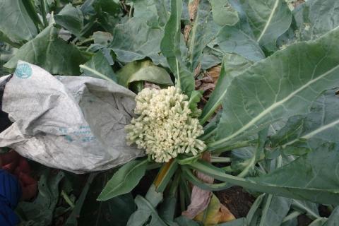 羅泓翊 - 花椰菜細菌性軟腐病(診斷) 羅泓翊 - 花椰菜細菌性軟腐病(診斷)