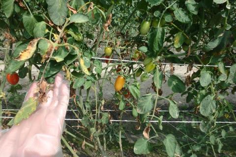 羅泓翊 - 番茄葉部病害(診斷) 羅泓翊 - 番茄葉部病害(診斷)