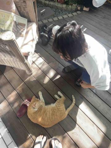 吳瑋庭 - 家裡中途的橘色貓貓