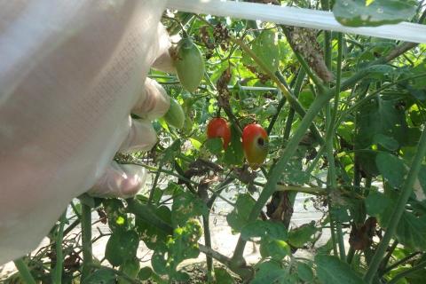 羅泓翊 - 番茄果實遭害蟲啃食(診斷) 羅泓翊 - 番茄果實遭害蟲啃食(診斷)