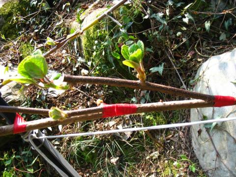 羅泓翊 - 嫁接作業 羅泓翊 - 嫁接作業