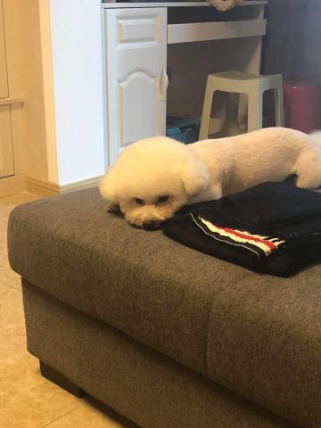 張桂慈 - 本人之前養的比熊，原本是隻浪浪，領養後慢慢教才不會去翻垃圾桶或隨便跳上沙發