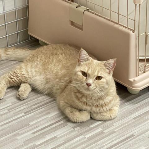 提供保母服務的專家Zoe