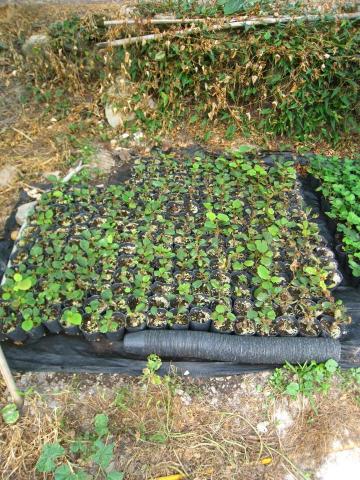 羅泓翊 - 扦插育苗 羅泓翊 - 扦插育苗