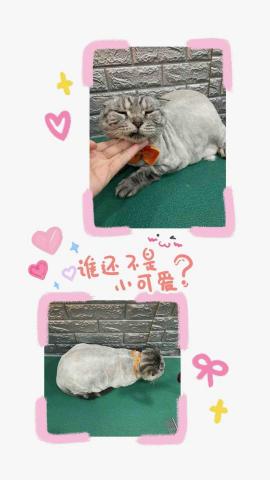 可樂果寵物生活館 -  