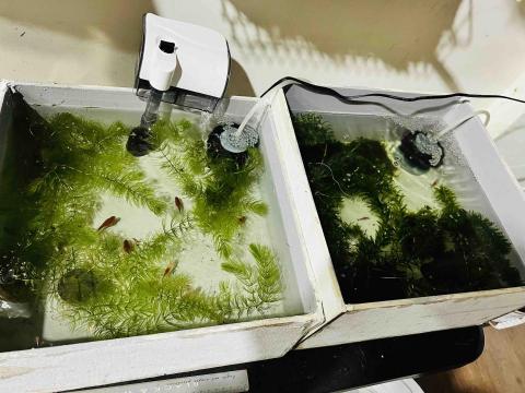 宏胤實業有限公司 - 無毒材料防水層養魚 宏胤實業有限公司 - 無毒材料防水層養魚