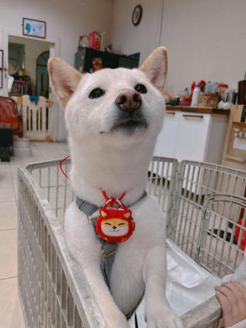 久福寵物店 - 新春限定福袋贈送中