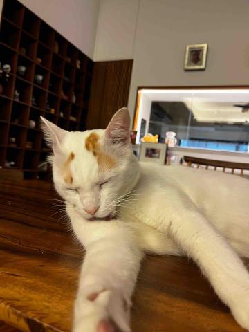 Ellen's pet care 到府寵物保姆 -  Ellen's pet care 到府寵物保姆 -