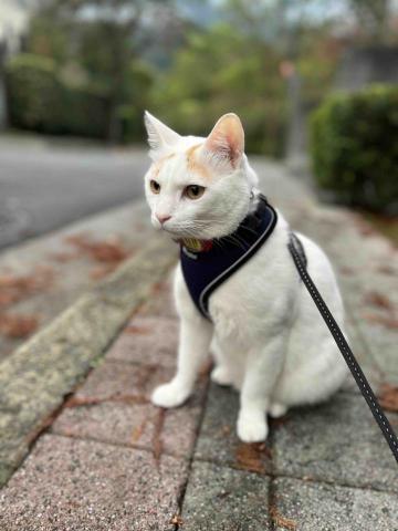 Ellen's pet care 到府寵物保姆 - 最喜歡散步的帥氣Leo Ellen's pet care 到府寵物保姆 - 最喜歡散步的帥氣Leo