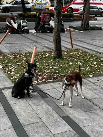 于Codie - 領養的兩隻米克斯