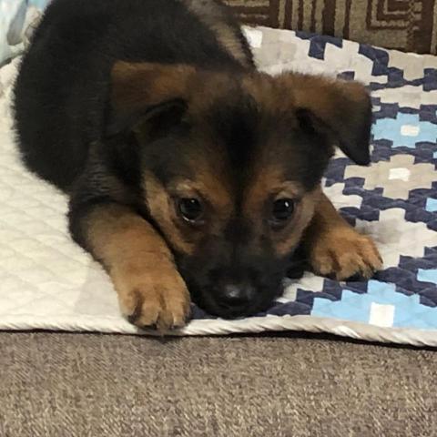 提供遛狗服務的專家彭惟聰