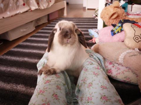 許小小★{專職線上日文家教}★ - 這位是跟著我從日本一起回台灣的垂耳兔爺爺