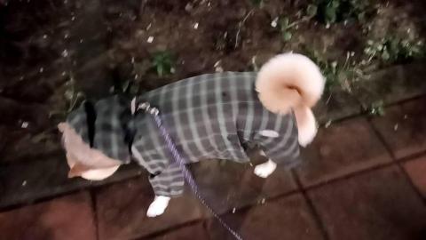 小毛頭寵物保母 - 