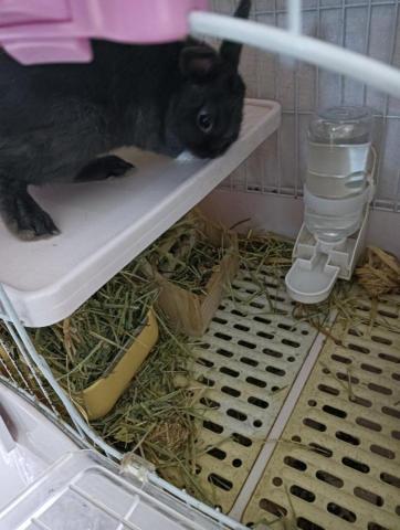 小毛頭寵物保母 - 