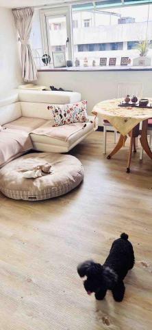 潢億地板 - 磁磚空鼓處理+鋪設防潮底料+鋪設塑膠地板
（完工照）