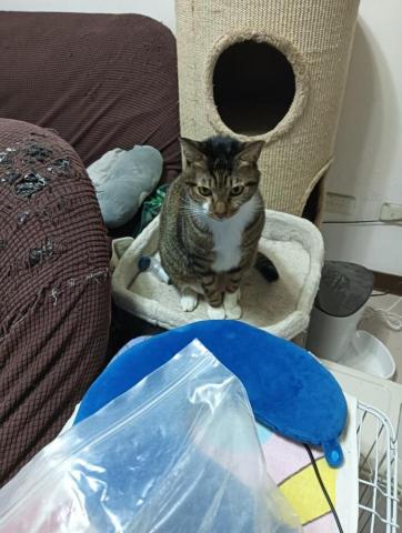 小毛頭寵物保母 - 