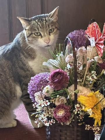 植感物語 -  植感物語 -