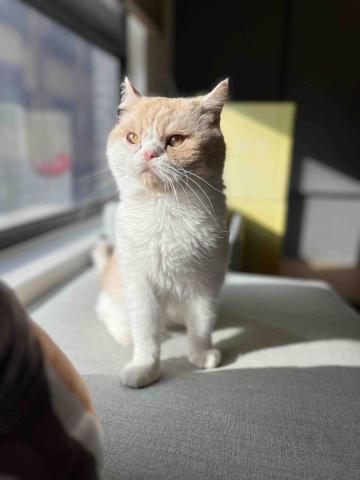 Ellen's pet care 到府寵物保姆 -  Ellen's pet care 到府寵物保姆 -