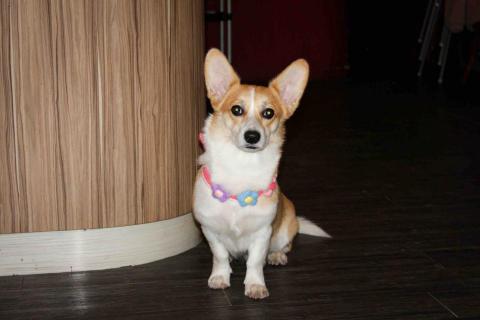 貝拉的多元工作室 - 寵物攝影