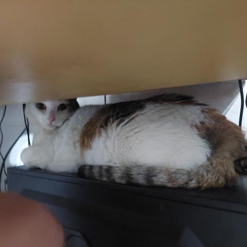 提供寄養狗服務的專家林先生