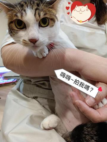 Yoshi pet salon - 怕吹風~喜歡抱著吹吶?