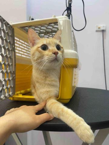 寵物美容師代班、到府寵物美容、到府寵物保姆 - 奶油