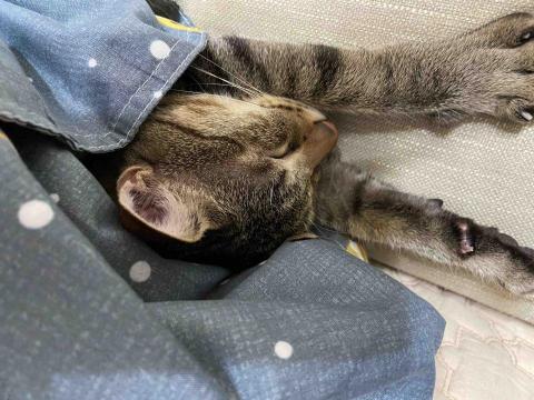 吳萱筠 - 先放一下家裡的貓等找到之前做的筆記再放上來