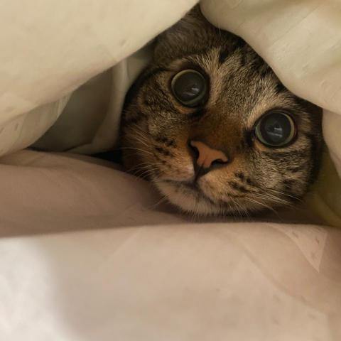 提供日文50音教學服務的專家宇