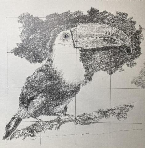 Uart藝術工作室 - 柚子老師教學-大嘴鳥-素描 Uart藝術工作室 - 柚子老師教學-大嘴鳥-素描