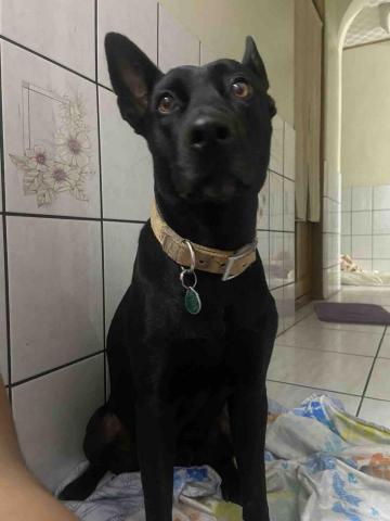 樂葛安．卡都碧嵐（Legeang.kutupiljan) - 家中七歲的小狗狗