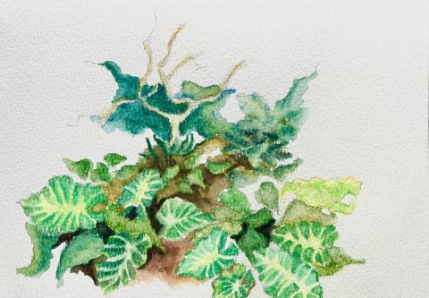 Uart藝術工作室 - 柚子老師教學-姑婆芋-水彩色鉛筆 Uart藝術工作室 - 柚子老師教學-姑婆芋-水彩色鉛筆