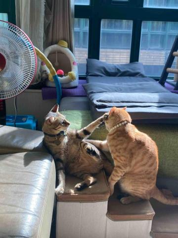 劉伊靜 - 家中的貓