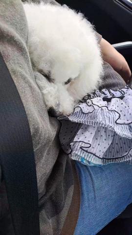 羅方岑 - 去台中接毛小孩來住宿7天