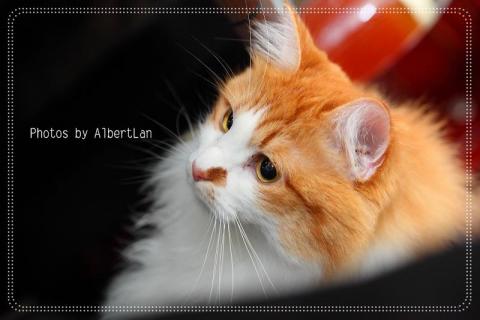 藍莓爸影像工作室 - 