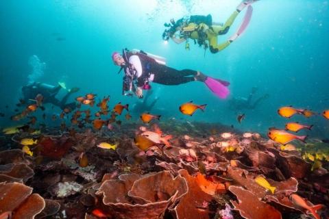 今今-個人潛水教練 - 國外潛旅-印尼四王群島