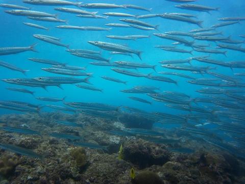 今今-個人潛水教練 - 墾丁梭魚群