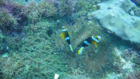 今今-個人潛水教練 - 墾丁小丑魚的家