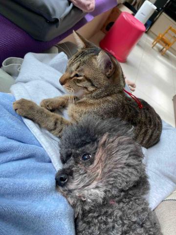 劉伊靜 - 自家貓咪小狗