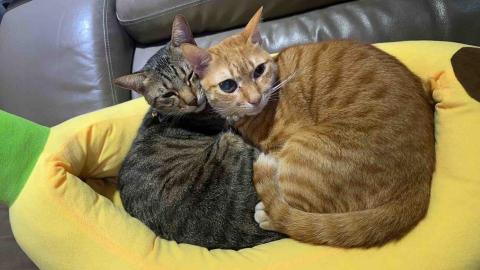 劉伊靜 - 橘貓左眼定時點眼藥水