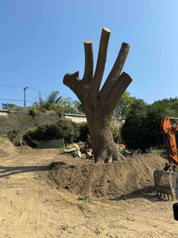 👑皇喬園藝《樹木修剪、伐木整地》 - 4呎7樟樹移植完成