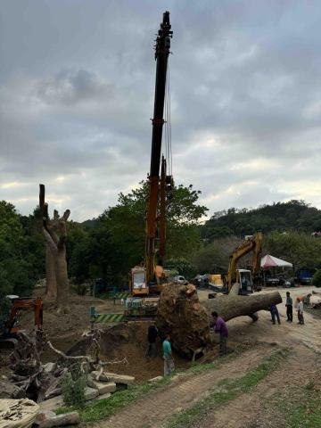 👑皇喬園藝《樹木修剪、伐木整地》 - 4呎7樟樹移植，施工中