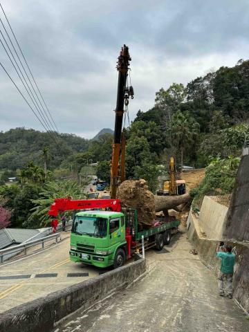 👑皇喬園藝《樹木修剪、伐木整地》 - 4呎7樟樹移植，施工中
