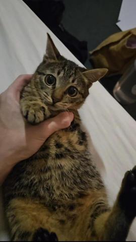 提供衣櫃深度服務的專家庫柏清潔