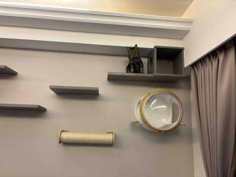 賴郁佳-寵物保母住宿 - 貓跳台與貓貓