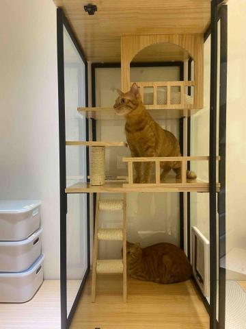 賴郁佳-寵物保母住宿 - 五星貓櫃住宿貓咪有自己空間