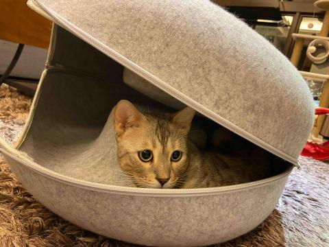 賴郁佳-寵物保母住宿 - 貓咪甜甜圈隧道