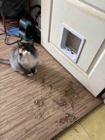 寵物門安裝 - 挪威森林貓咪